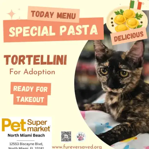 Tortellini photo 4