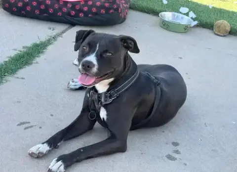 Nala photo 5