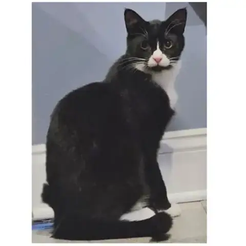 Felix