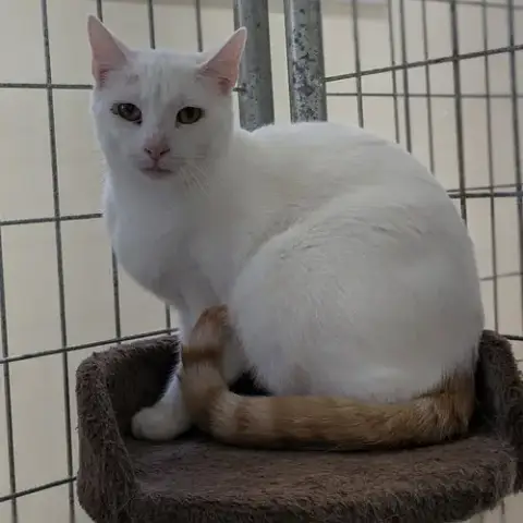 Anakin photo 4
