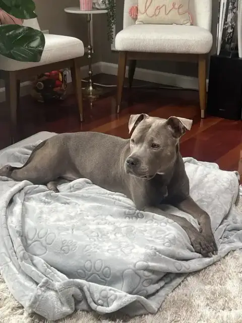 Veronica