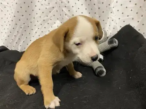 *Scooter