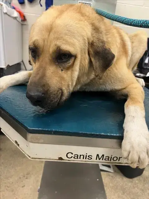 Big Boy