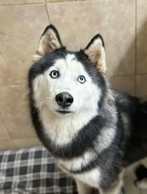 Sansa photo 4