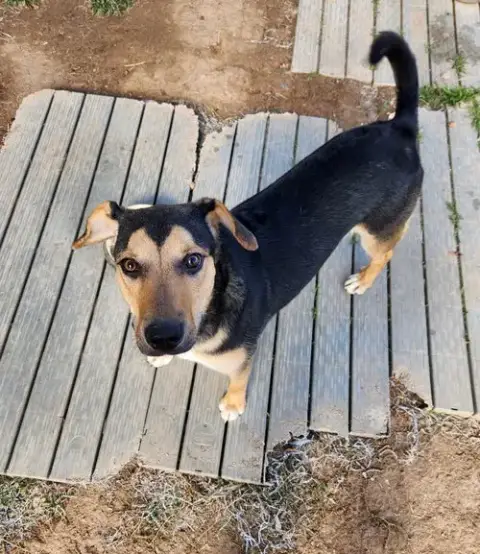 Jax