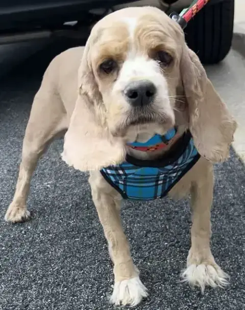 Jenny