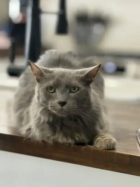 Jasper