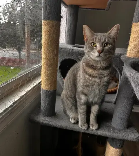 Bubbles