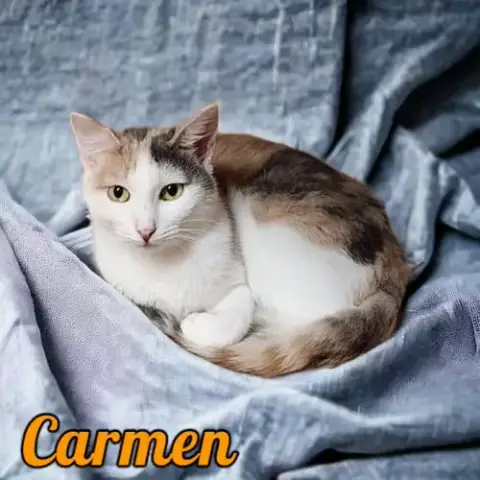 Carmen photo 3