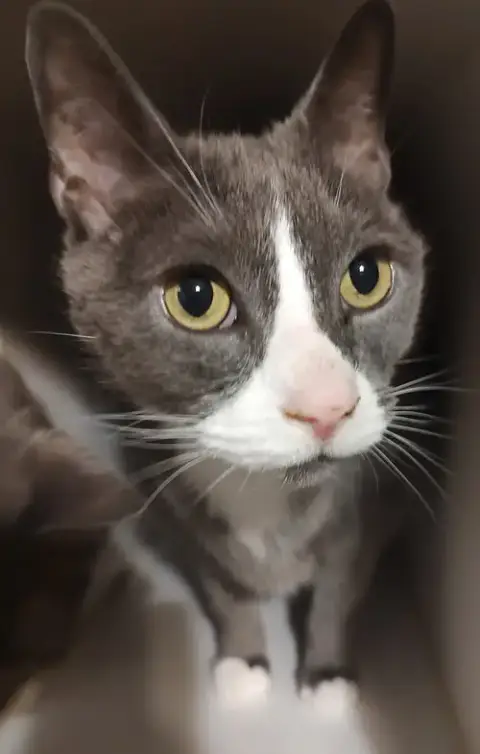Coco
