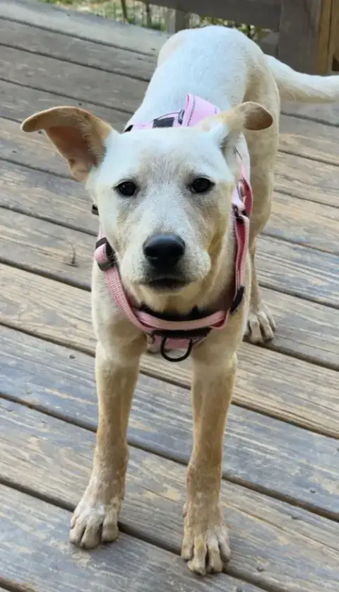 Charmie photo 3