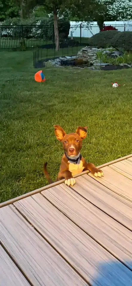Cane photo 2