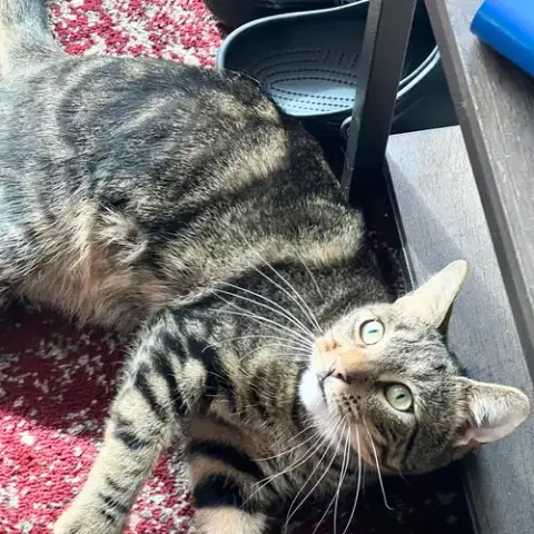 Chirp Chester photo 2