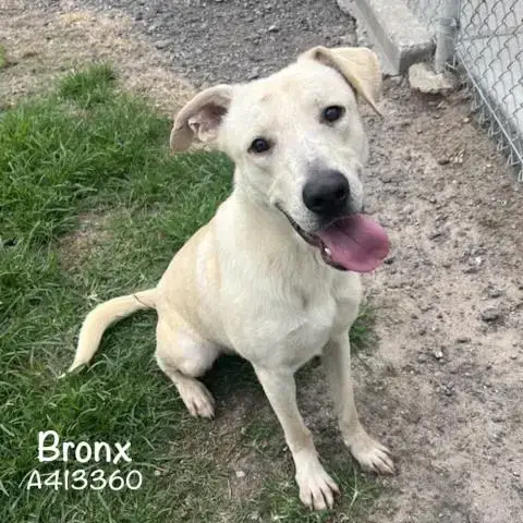 Bronx