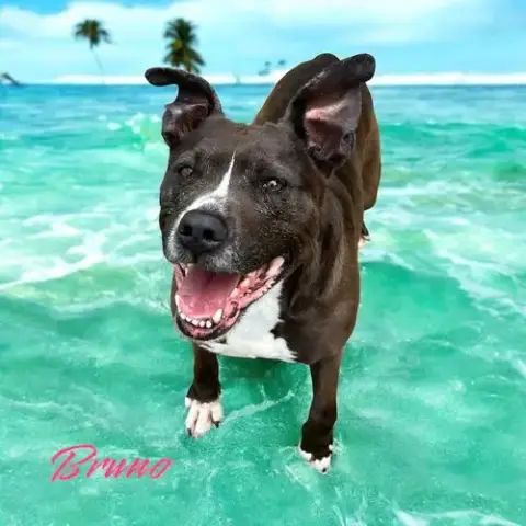 Bruno Ii