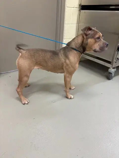 Nala
