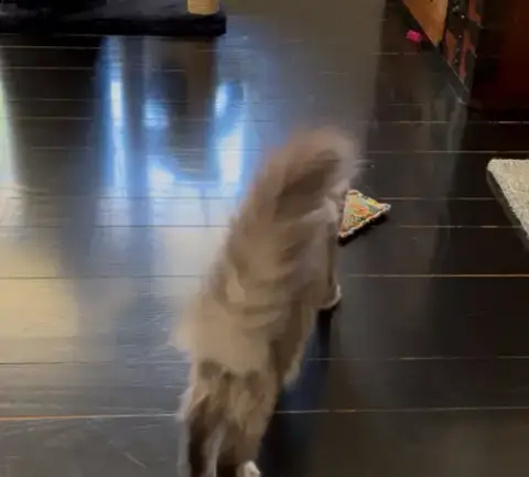 Fuzzy Wuzzy photo 4