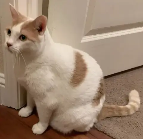 Pretty Girl