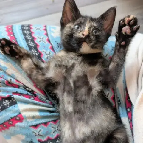 Okra