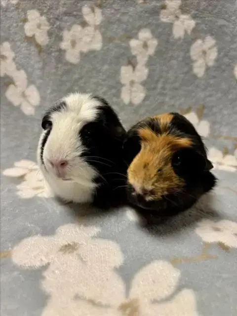 Penny