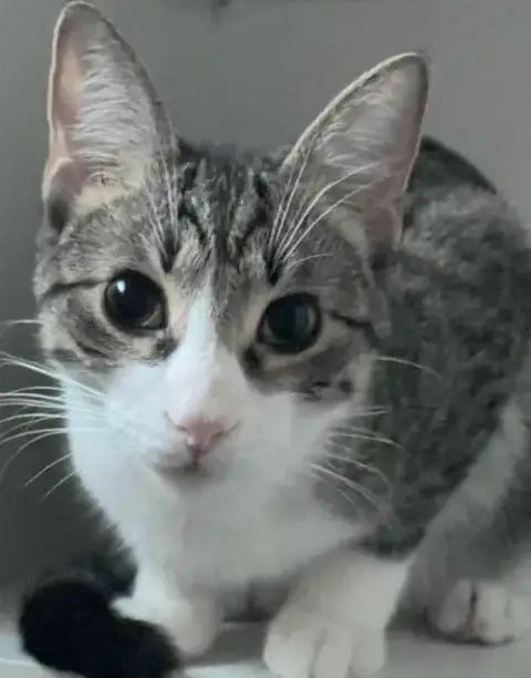 Biscuit