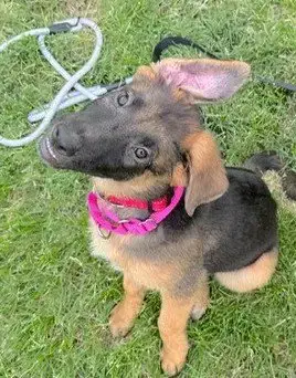 Remi