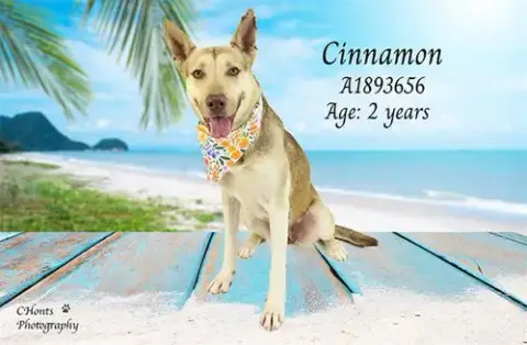 Cinnamon
