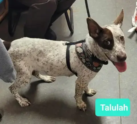Talulah photo 3