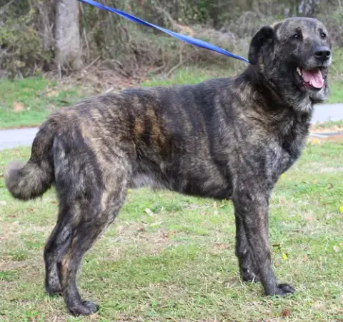 Scrappy 43187