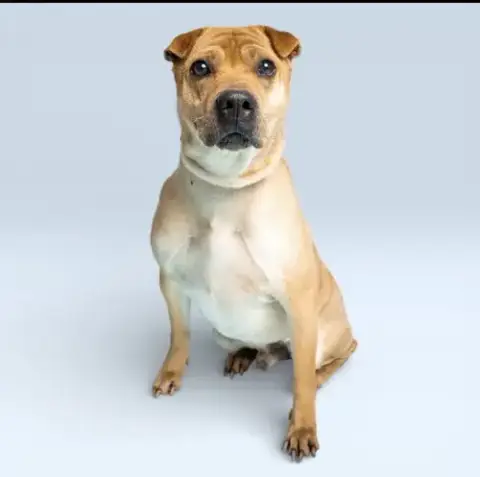 Scrappy
