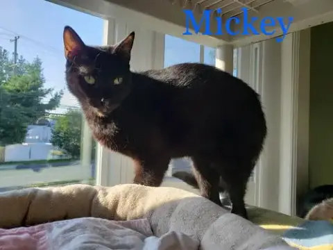 Mickey photo 4