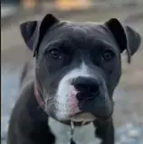 Ellie Gdp