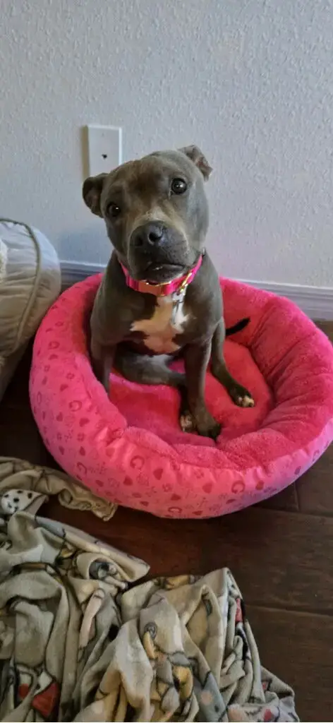Gracie Fh photo 4