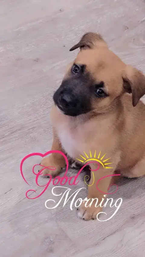 Sultan