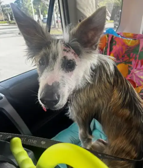 Frankie