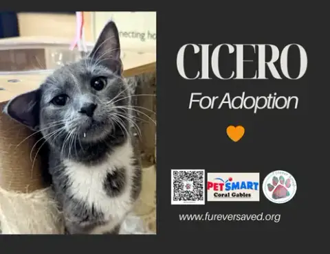 Cicero photo 2