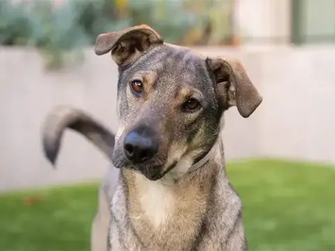 Josie