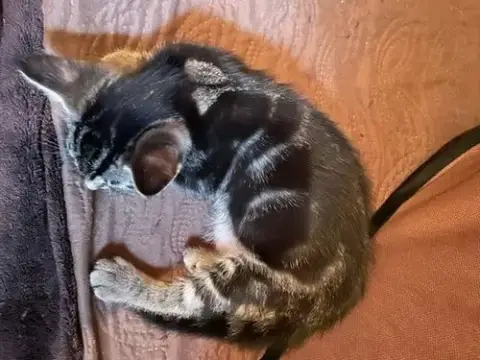 Luna photo 3