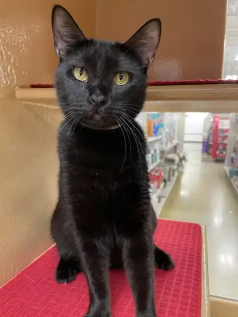Olive 2026 photo 2
