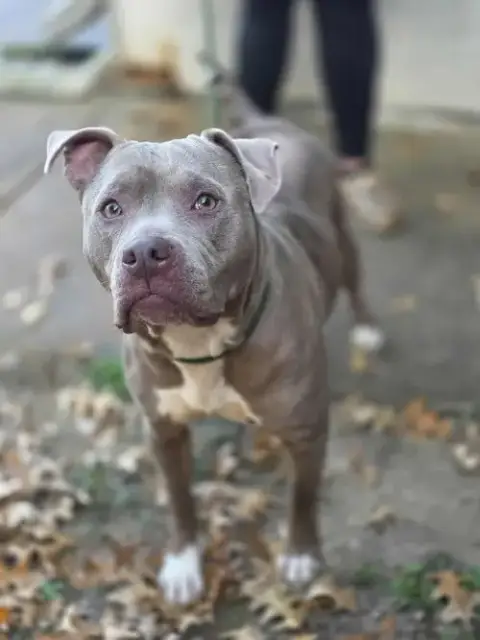 Nova The Nice photo 3