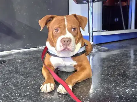 Milo