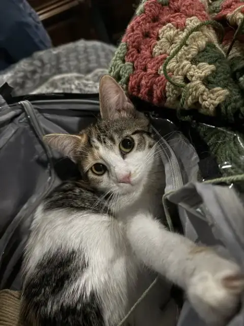 Adela