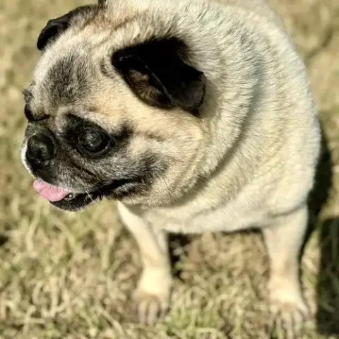 Petey photo 2