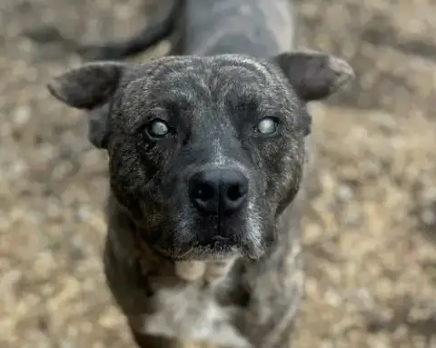 Winston photo 4