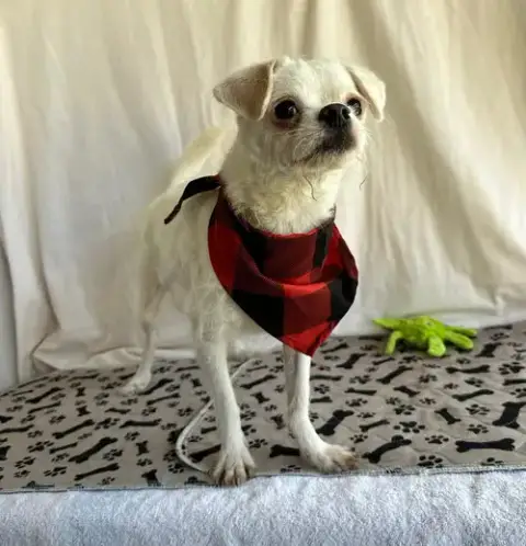 Charlie