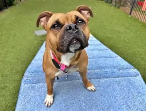 Brownie