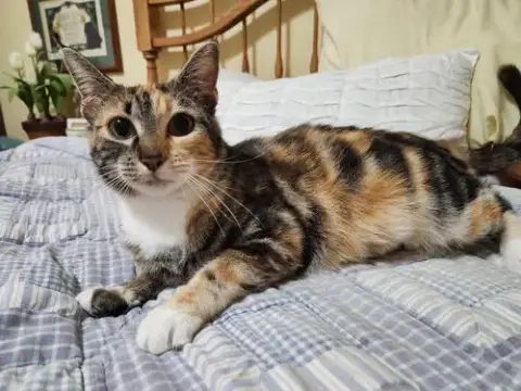 Jennipurr