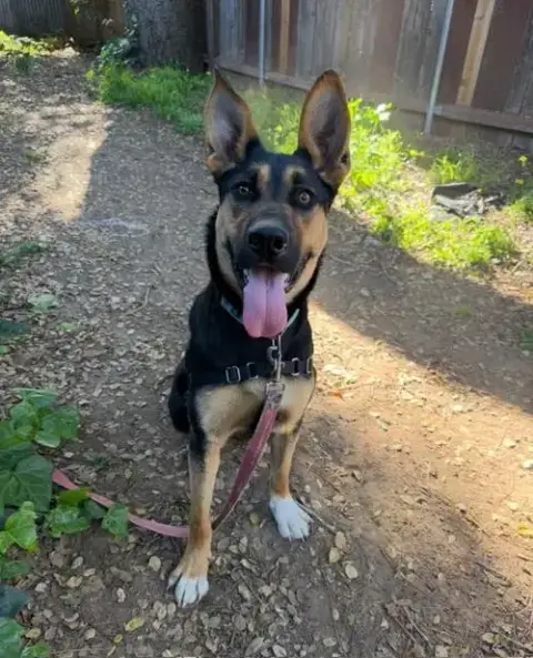 Athena