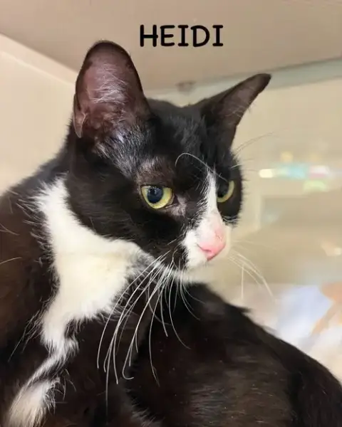 Heidi