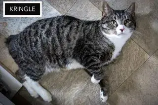 Kringle: Medical/Sn Foster photo 2